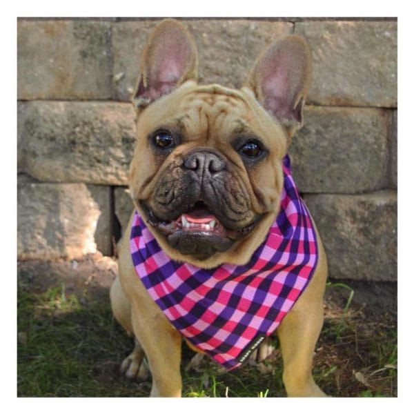 Fashionista Bandana