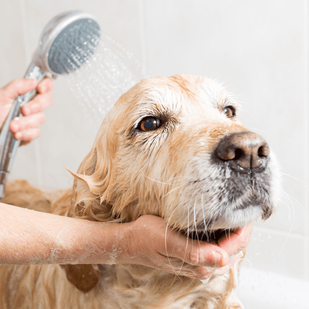 Best Shampoos for Dogs with Sensitive Skin